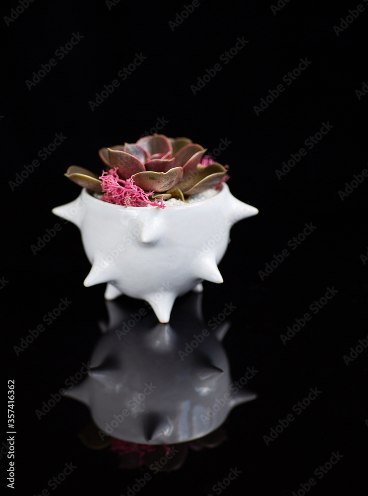 Succulent in the glance white flowerpot isolated on black Succulent in the glance white flowerpot isolated on black