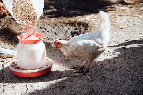 Photos Feeding chickens in the barnyard