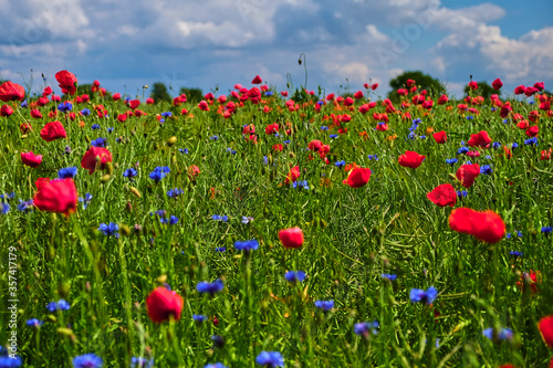 Field with poppies and cornflowers on a summer sunny day