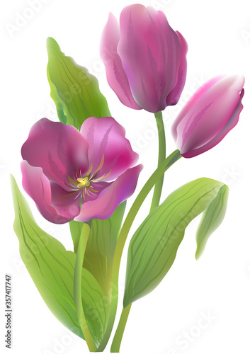 Bouquet of violet tulips on a white background. Vector illustration.