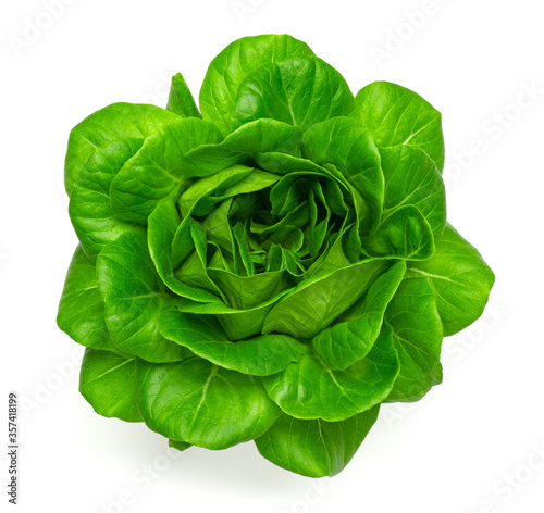 Fototapeta Fresh salad, cabbage or lettuce isolated on white top view