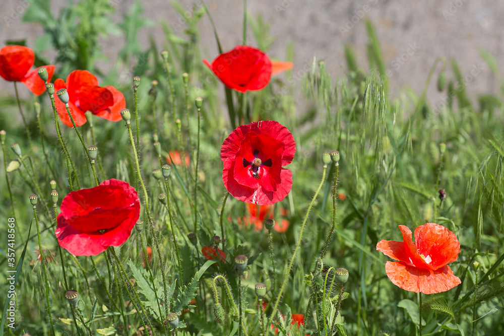 Fototapeta premium Field of red poppy flowers. Flowers Red poppies blossom on wild field.