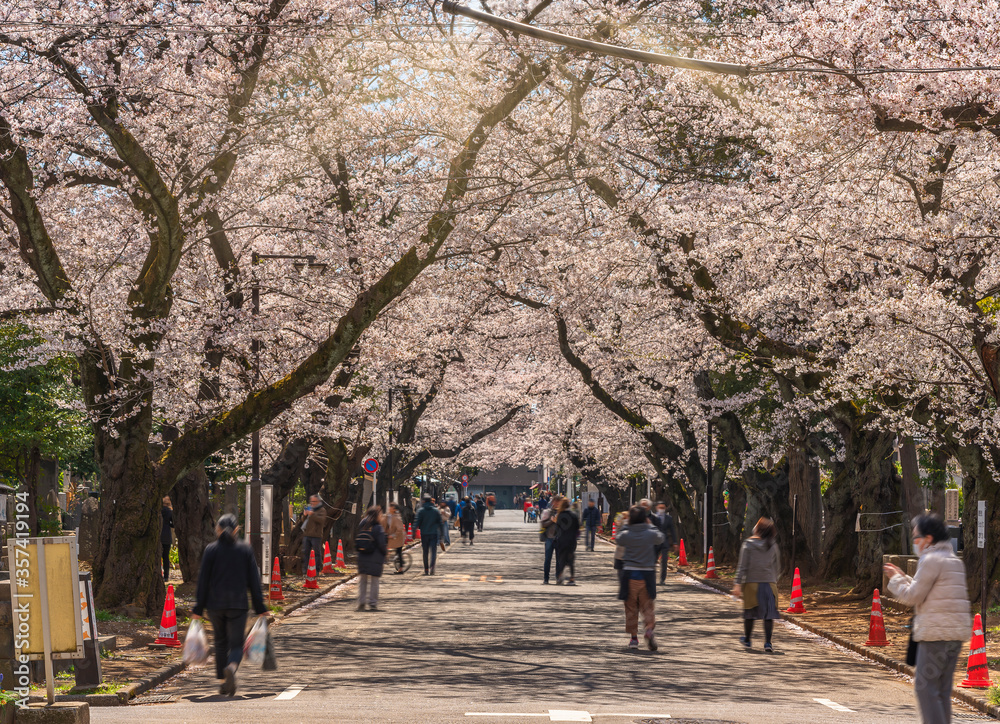 Japanese people walking down the aisle of Yanaka cemetery and enjoying the hanami spring festival by strolling under the rows of cherry blossoms on both sides of the alley leading to Tennoji temple. Japanese people walking down the aisle of Yanaka cemetery and enjoying the hanami spring festival by strolling under the rows of cherry blossoms on both sides of the alley leading to Tennoji temple.