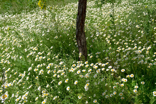 field meadow of daisies