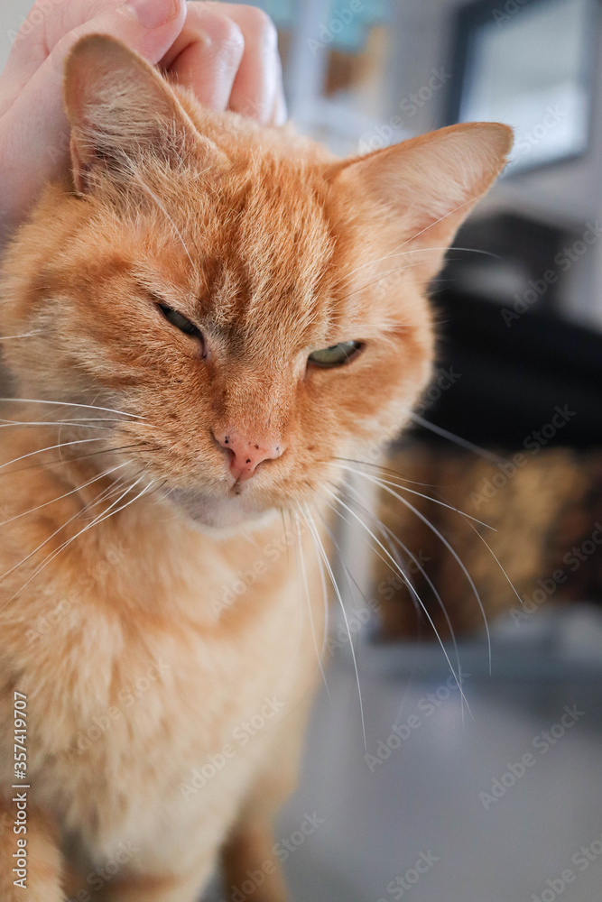 Close-up of a red stray cat waiting in the animal shelter to be adopted, but enjoys being pet in the meantime