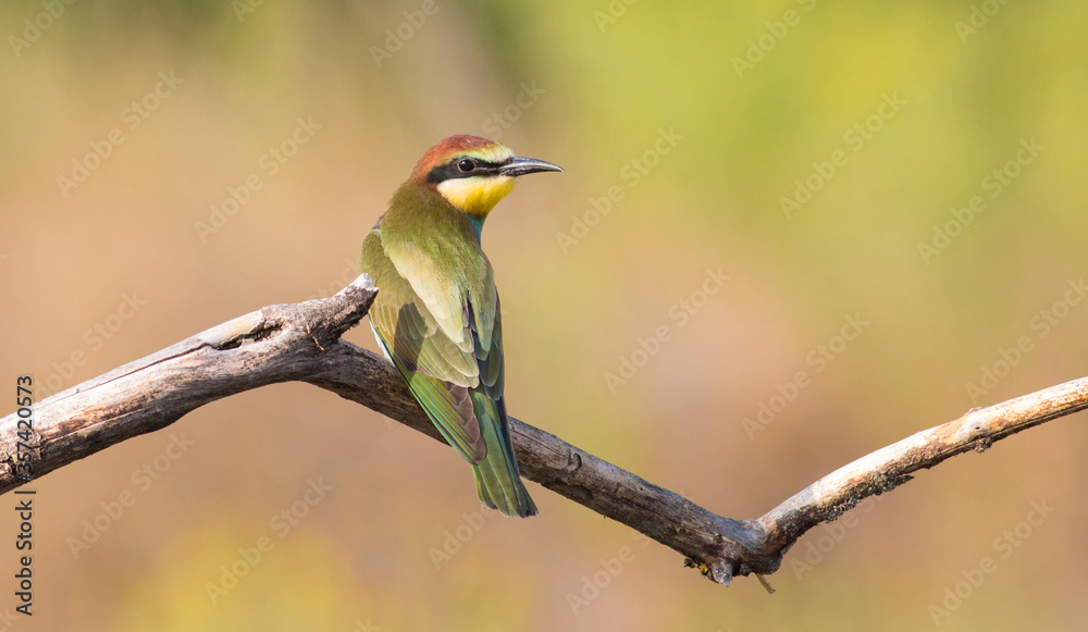 European bee-eater, merops apiaster. On an early sunny morning, a young bird, a chick, sits on a thin dry branch near the nest. European bee-eater, merops apiaster. On an early sunny morning, a young bird, a chick, sits on a thin dry branch near the nest.