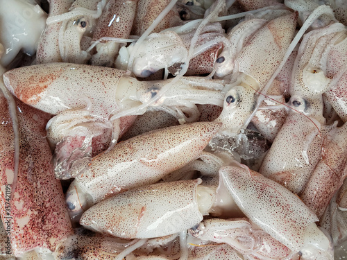 close up on squid fish, seafood