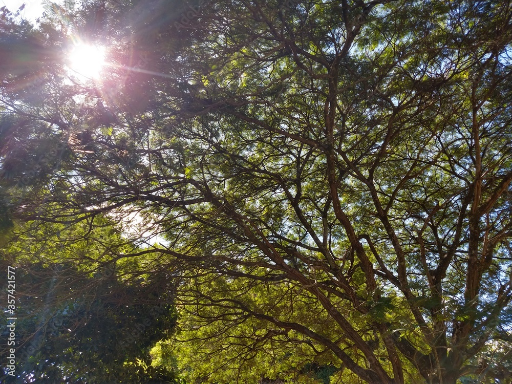 Obraz premium sun shining through trees