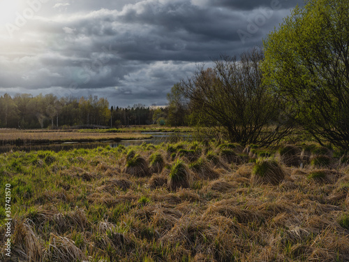 Evening rural landscape with flood waters, marsh meadow grass, swamp hummock with convex grass
