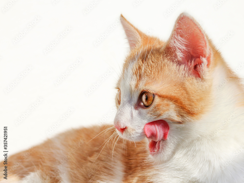 A portrait of a hungry red cat on isolated white background