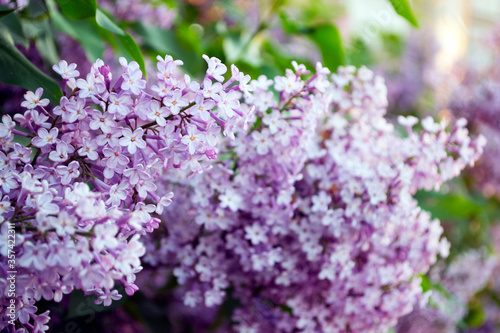purple lilac flowers © Алёна Колбасина