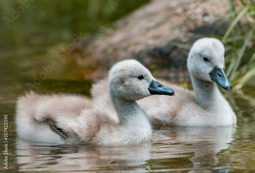 baby swan © Kata
