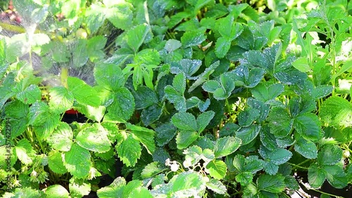 watering strawberry bushes with water, drops of water run down the green leaves. home farm, strawberry patch. macro shooting