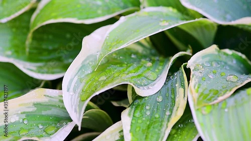 drops of water run down on green plants when it rains, plants move in the wind on a green background, macro shooting of leaves and dew drops