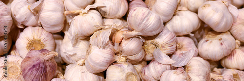 a pile of vegetables white garlic as background. banner