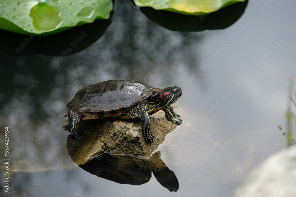Obraz premiumbeautiful turtle on a stone by the water
