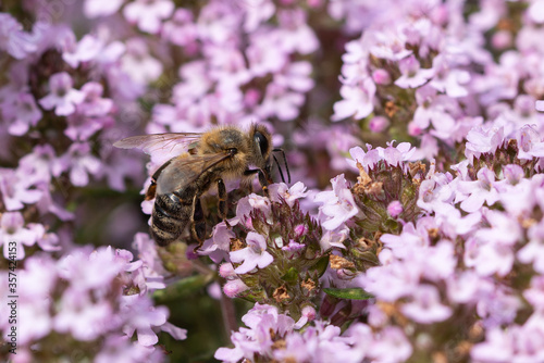 European honey bee, Apis mellifera