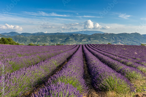 Lavender fields in Dr  me proven  ale  France