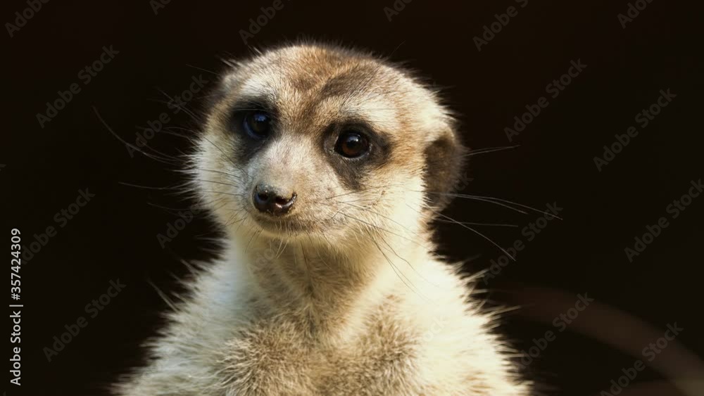 Close-up portrait of meerkat standing and watching around for hunters. Meerkat are living in Africa. Wildlife and nature stock footage. Close-up portrait of meerkat standing and watching around for hunters. Meerkat are living in Africa. Wildlife and nature stock footage.