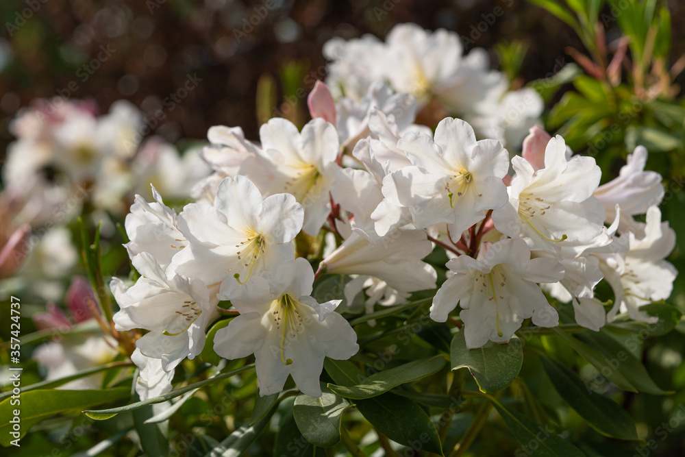 Rhododendron Hybrid Dufthecke, Rhododendron hybrid