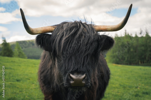 фотографія Highland cow in the Scottish countryside.