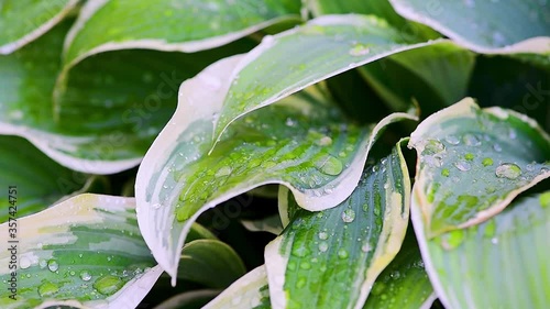 drops of water run down on green plants when it rains, plants move in the wind on a green background, macro shooting of leaves and dew drops
