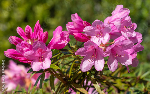 Rhododendron Ponticum Graziella  Rhododendron Ponticum