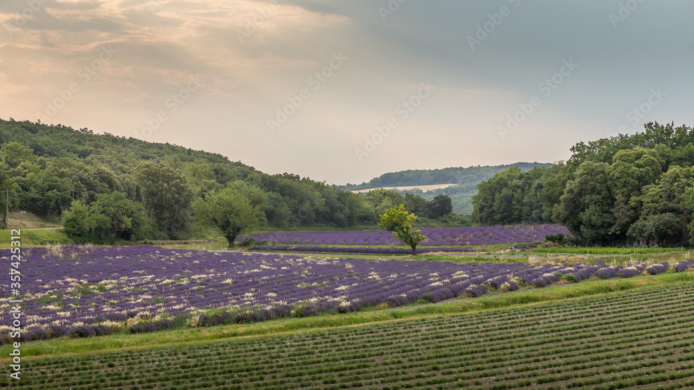 Lavender fields in Drôme provençale, France