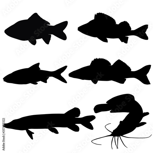 Set of river fish. Carp, perch, roach, walleye, pike, catfish. Vector image.