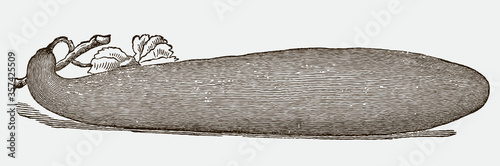 Huge elongated banana muskmelon in side view, lying on the ground, after historical engraving from the early 20th century