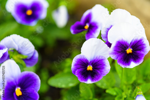 pansies purple flower single on a green background  isolate . close - up of a flower  space for text