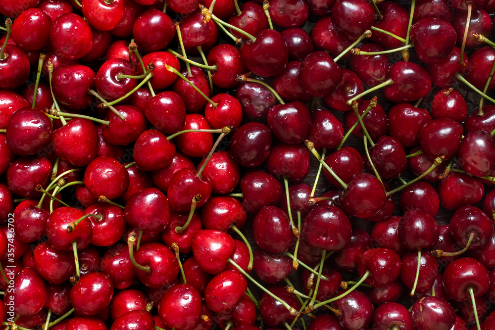 Two varieties of wet red cherries with drops of water with green sprigs Two varieties of wet red cherries with drops of water with green sprigs