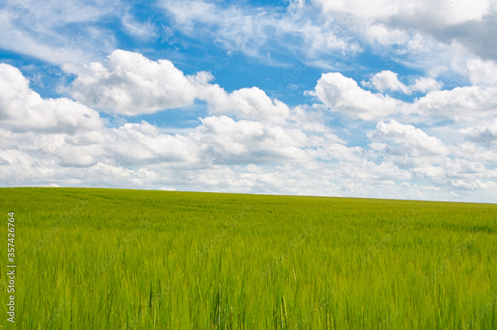 Field of green wheat under a bright blue sky dotted with fluffy white clouds in Gloucestershire, England.