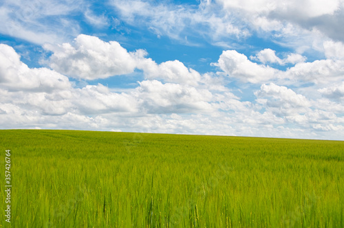 Field of green wheat under a bright blue sky dotted with fluffy white clouds in Gloucestershire  England.