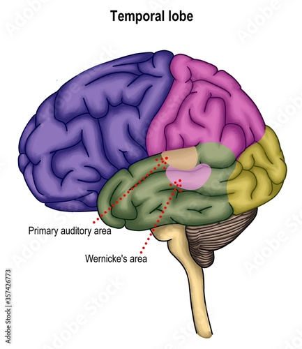 Canvas Print The cortical surface of human's brain and the area of auditory perception function
