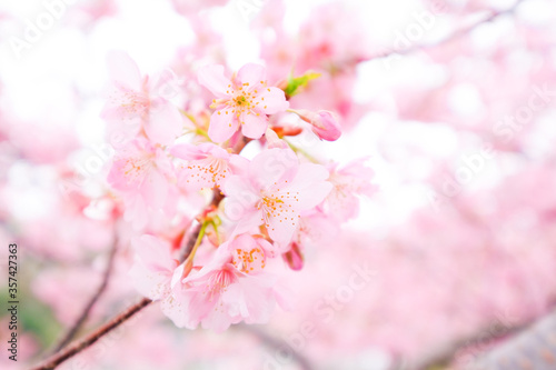 静岡県の河津桜 © kazu8