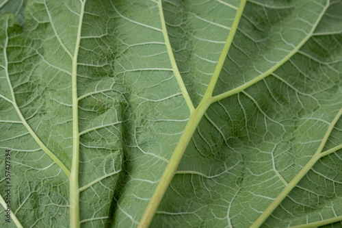 Close up texture of rhubarb leaves
