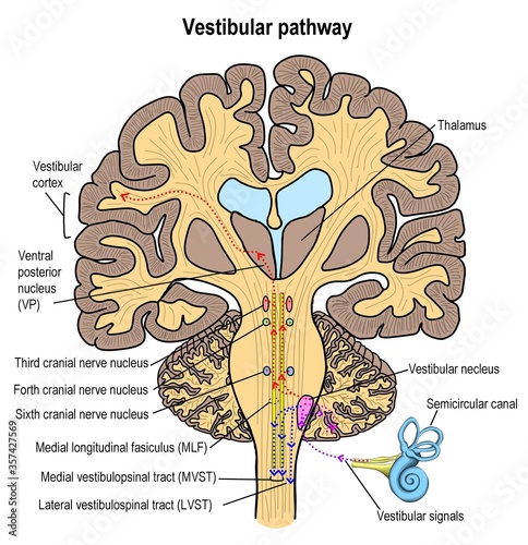 The pathway of balancing in human canvayed by the track of vestibular system. photo