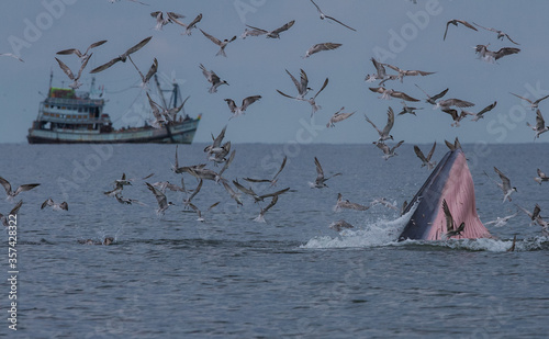 Bryde's whale eating small fishes in the Gulf of Thailand