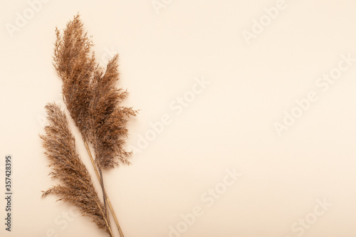 Obraz na plátně Dried flowers