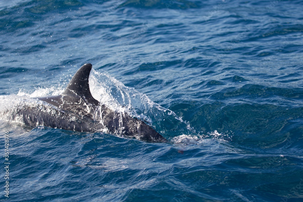 Fototapeta premium dolphin in the water