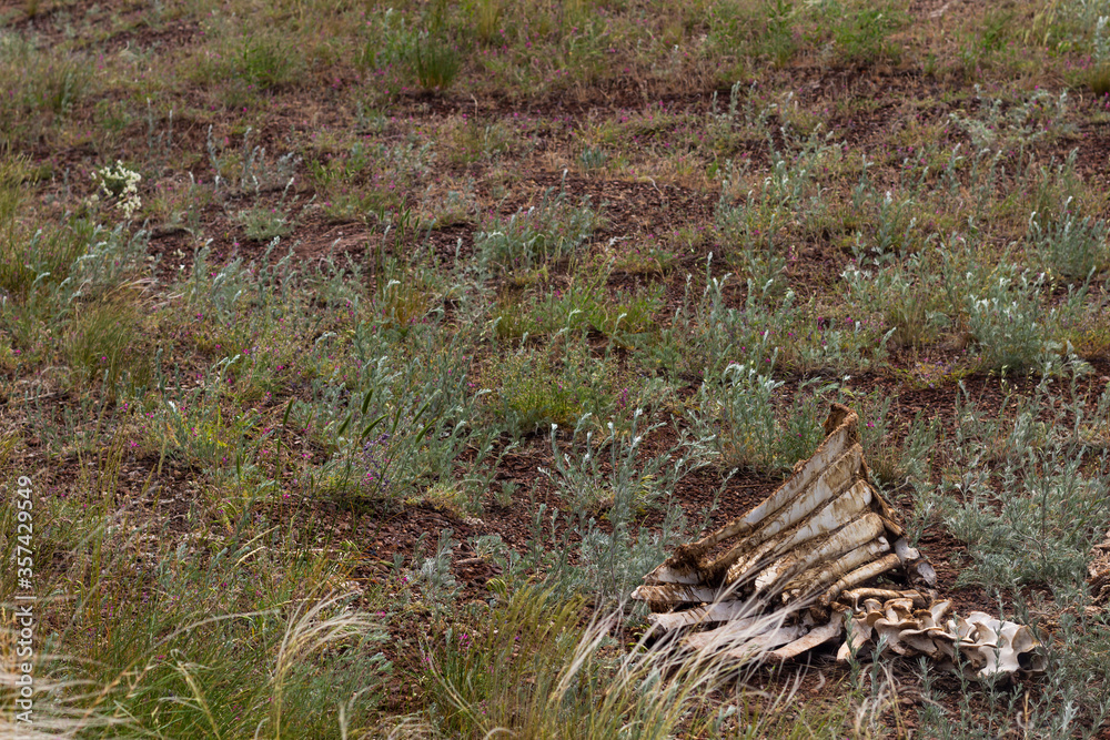 cow bones lie on the ground after hunting wolves cow bones lie on the ground after hunting wolves