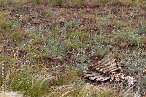 cow bones lie on the ground after hunting wolves