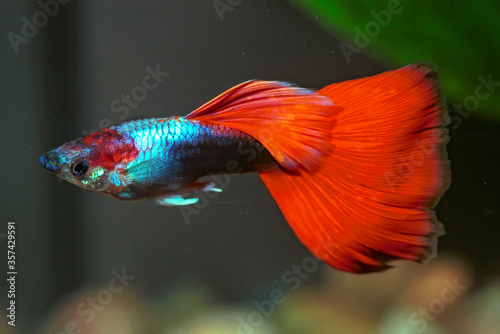 Guppy breeding form fancy guppy.The guppy (Poecilia reticulata), also known as millionfish and rainbow fish.