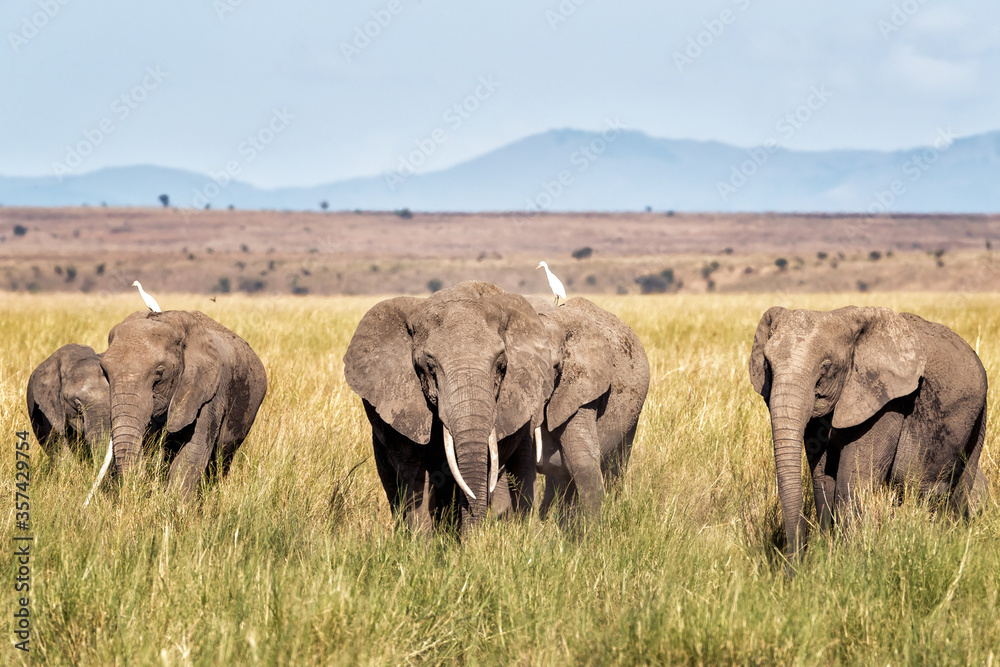 A herd of elephants walk through the lush grass of Amboseli National Park, Kenya A herd of elephants walk through the lush grass of Amboseli National Park, Kenya