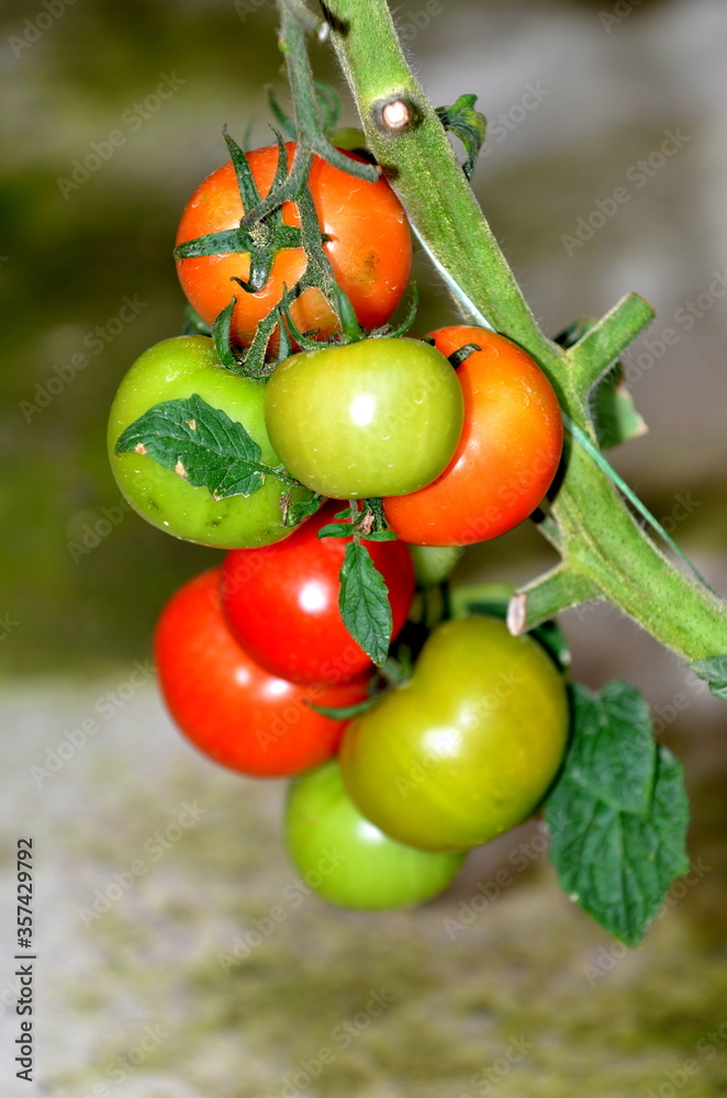 A bunch of tomatoes in various degrees of ripeness in selective focus A bunch of tomatoes in various degrees of ripeness in selective focus