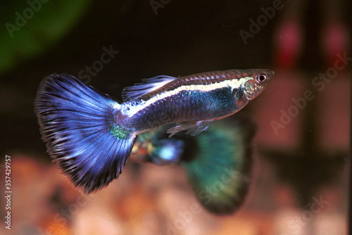 Guppy breeding form fancy guppy.The guppy (Poecilia reticulata), also known as millionfish and rainbow fish. photo