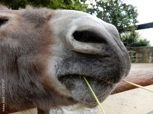 close up of a donkey © Igelbox