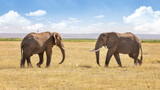 African elephants walk to greet each other in Amboseli National park