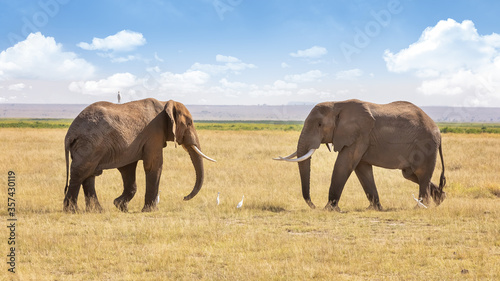 Canvas Print African elephants walk to greet each other in Amboseli National park